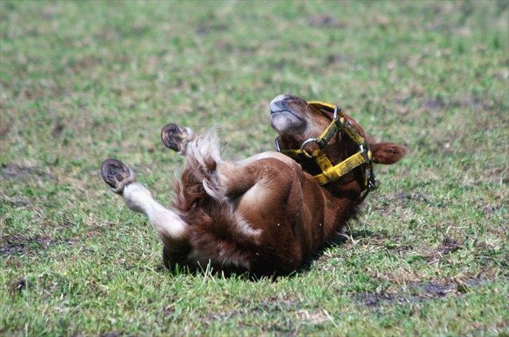 Anden særlig race Cera *Solgt* - Rulle rulle billede 8