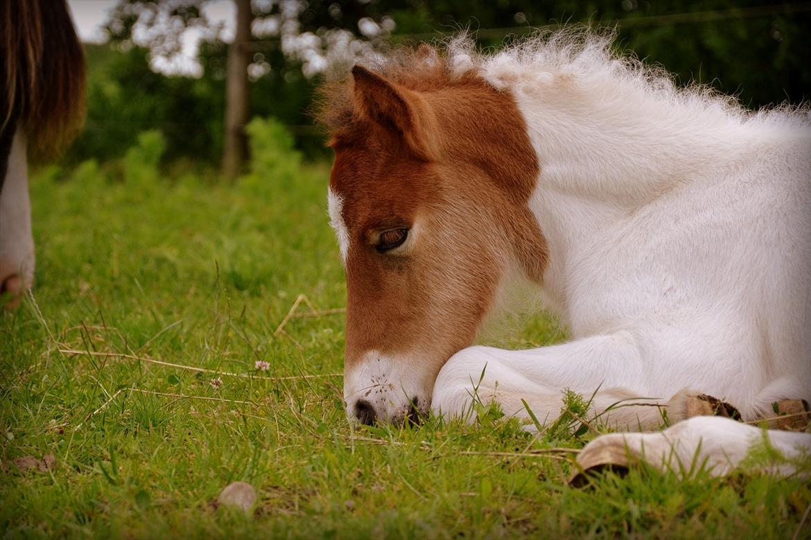 Islænder Mímir fra Havshøj - Your presence in my life brings wonderful smiles and loving thoughts within my heart. billede 12
