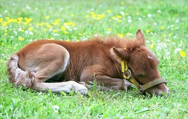Anden særlig race Cera *Solgt* billede 10