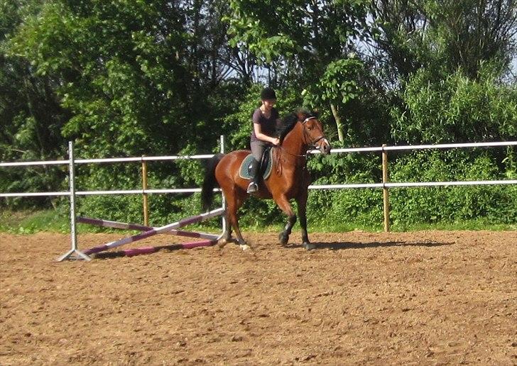 Pinto Figaro Ponygaarden billede 17