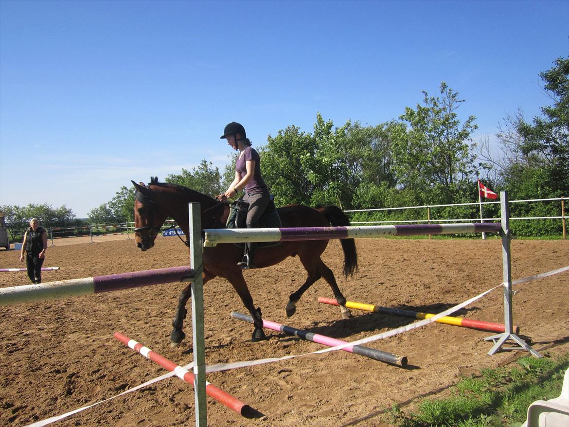 Pinto Figaro Ponygaarden billede 6