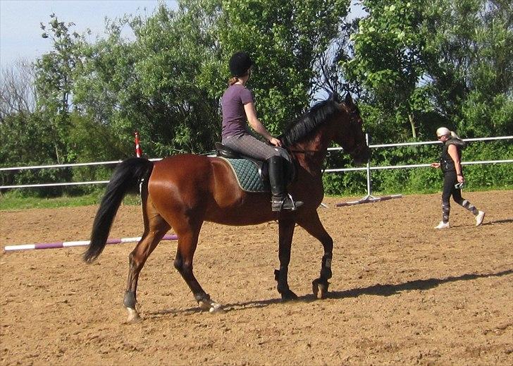 Pinto Figaro Ponygaarden billede 12