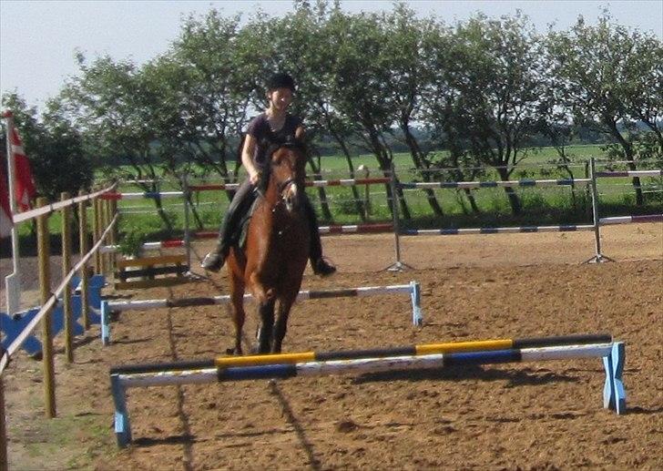 Pinto Figaro Ponygaarden billede 9