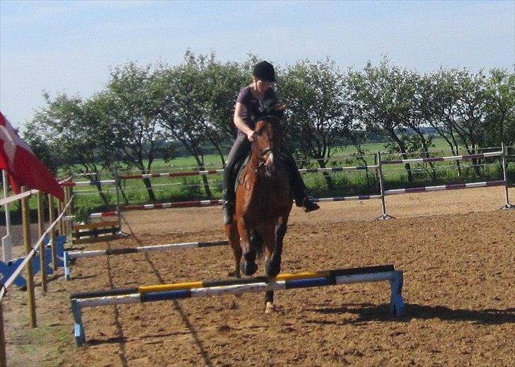 Pinto Figaro Ponygaarden billede 1