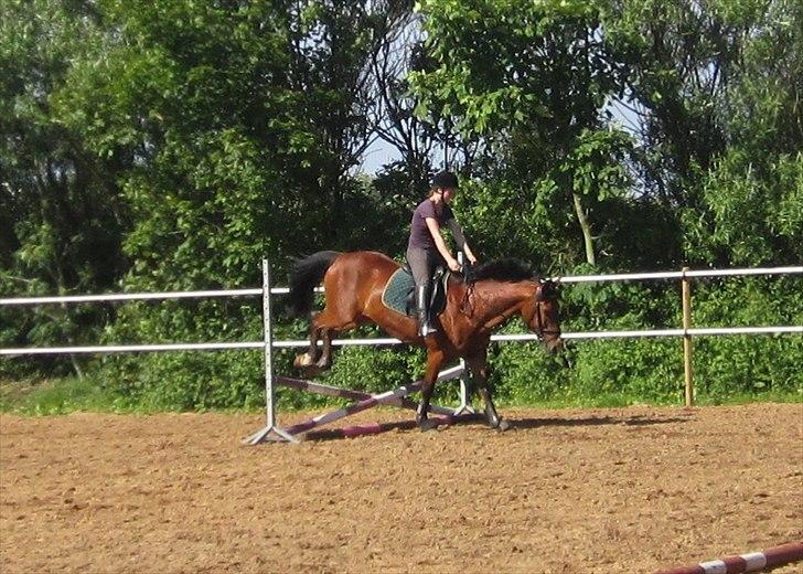 Pinto Figaro Ponygaarden billede 14