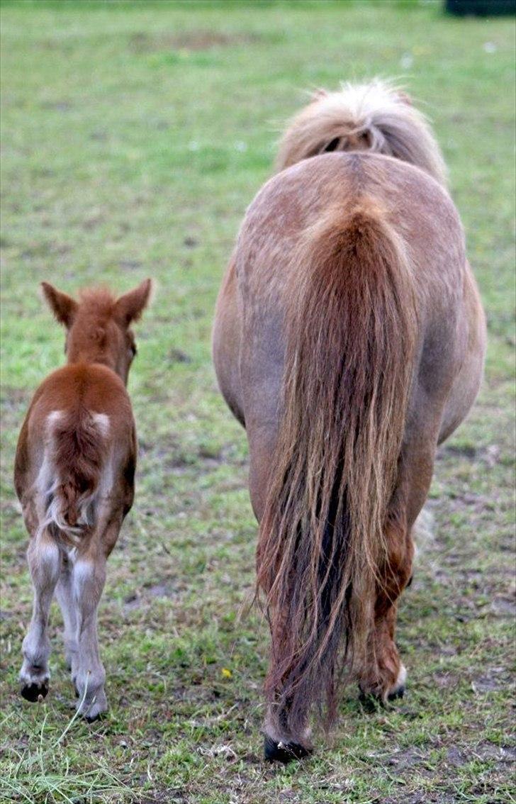 Anden særlig race Cera *Solgt* - Krølle hale billede 16