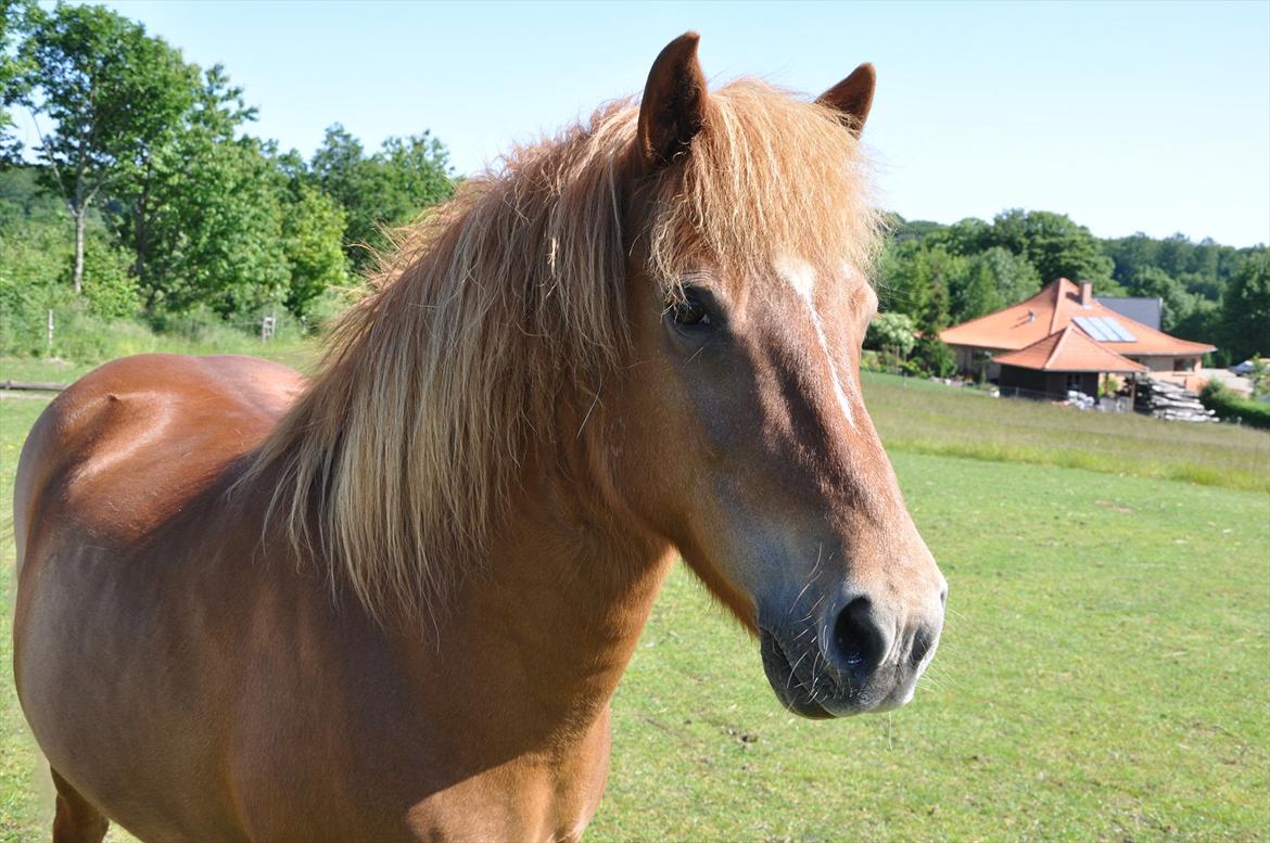 Islænder Tritla fra Duedahl<3 - 1 # Velkommen:) Foto: AFH 20.06.12 billede 1
