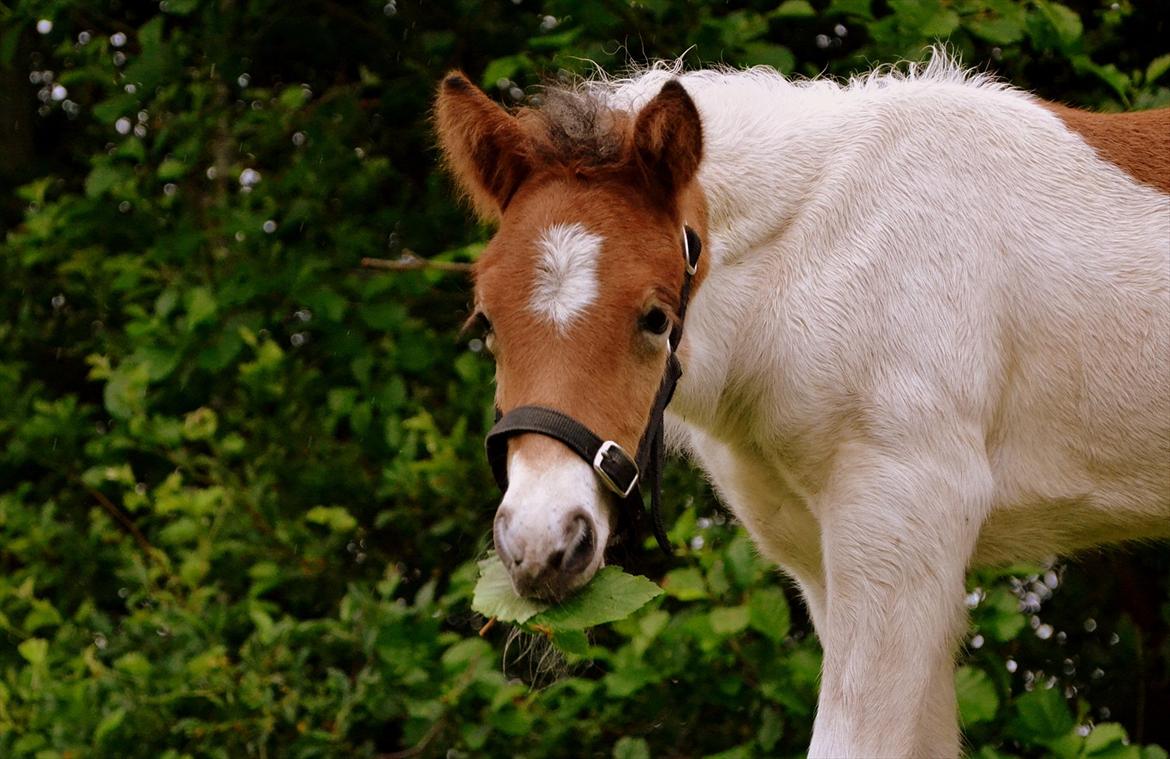 Islænder Mímir fra Havshøj - Evertime I see you my heart smiles. billede 9