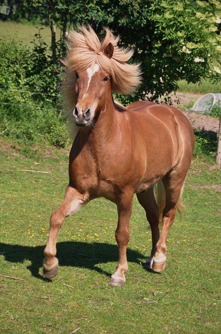 Islænder Trausti fra Gingsholm<3 - Glad og tilfreds, fuld af energi... Herligt!:) Foto: AFH 20.06.12 billede 12