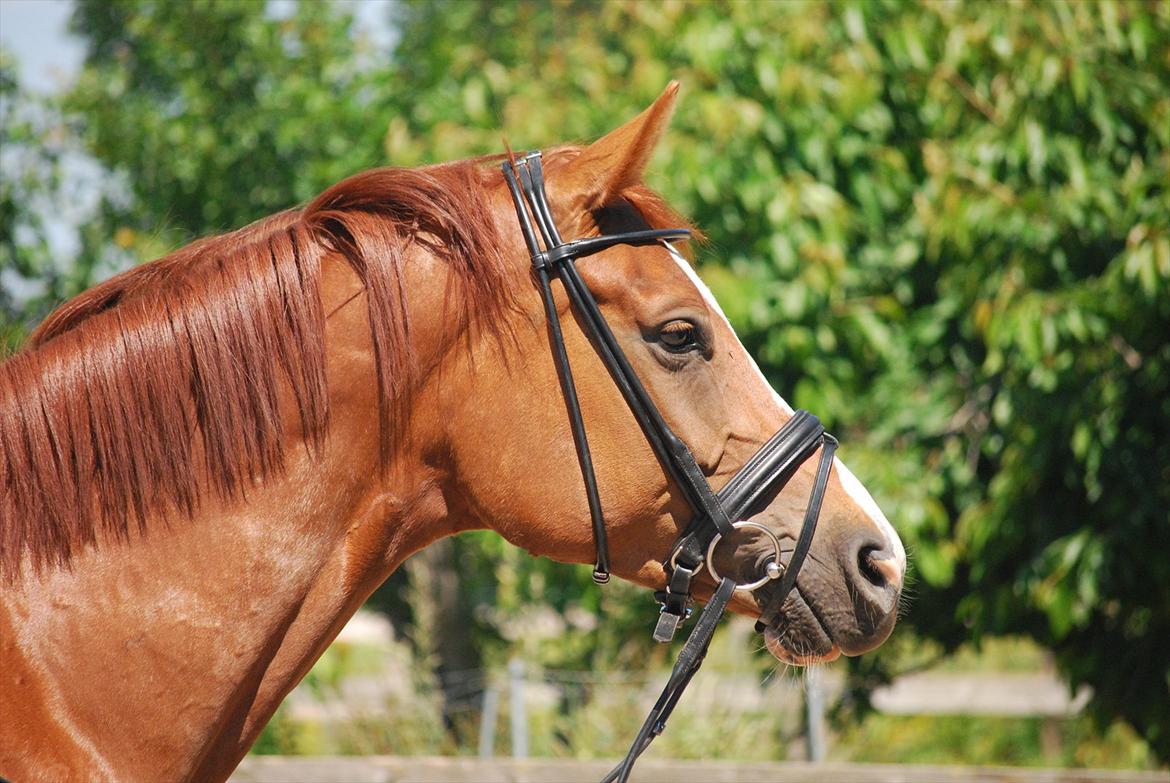 Dansk Varmblod Windy billede 13