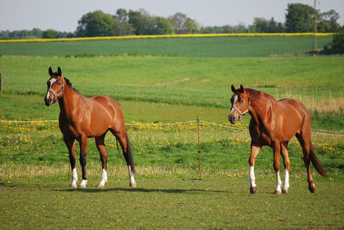 Dansk Varmblod Windy - Mine to yndlinge, Mims og Windy :) billede 14
