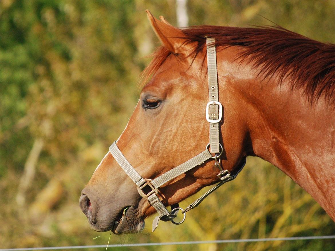 Dansk Varmblod Windy billede 15