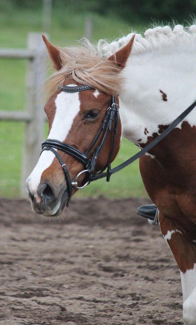 Anden særlig race Malles Chipsy (SOLGT) - Stævne i SORK d.16/6-12
- Træt pony, men Rigtig dygtig poony<3
Foto: Maria G. Thomsen:-) billede 9