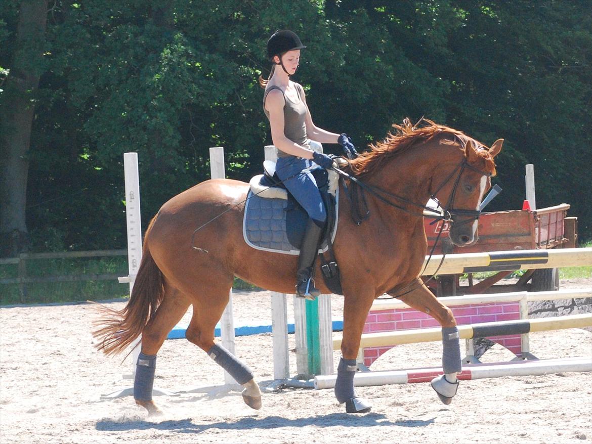 Dansk Varmblod Windy - Smukke Winse 21/6-12 :) Har udviklet sig rigtig meget den seneste måned :)
Det klæder hende utrolig meget at have fået mere på sidebenene :)  billede 16