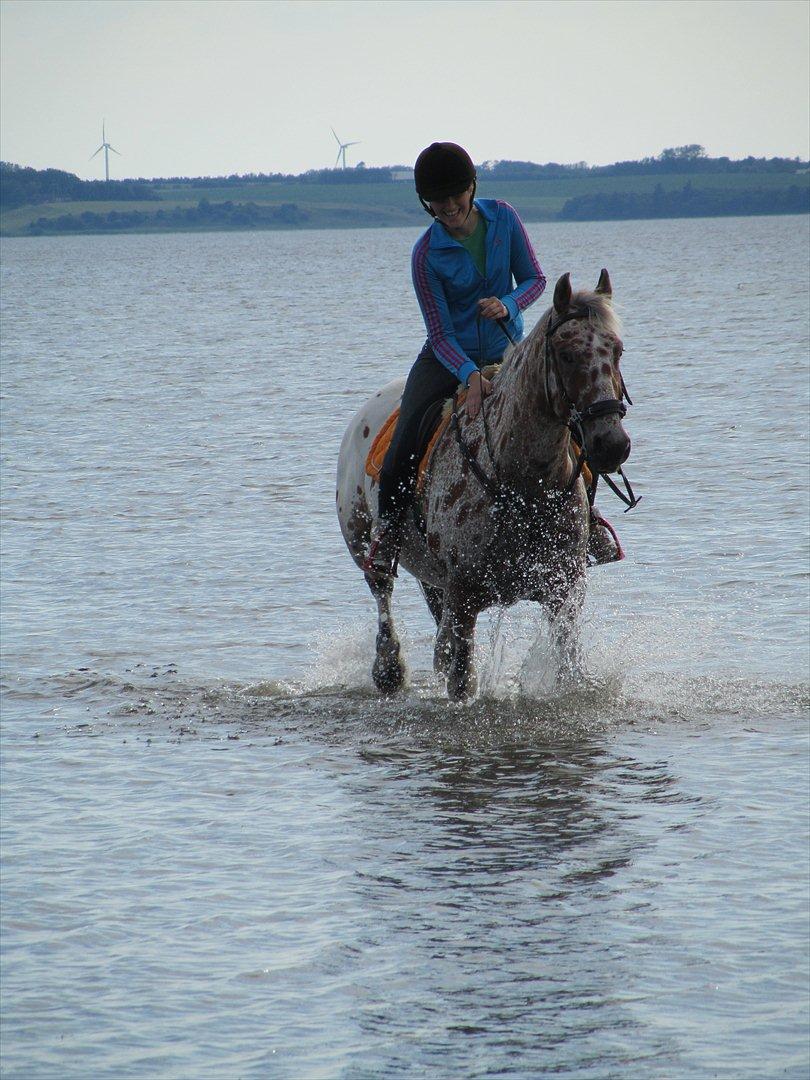 Knabstrupper COMETT - Stranden på Comett's 12 årig fødselsdag :) Foto: Mutti billede 6