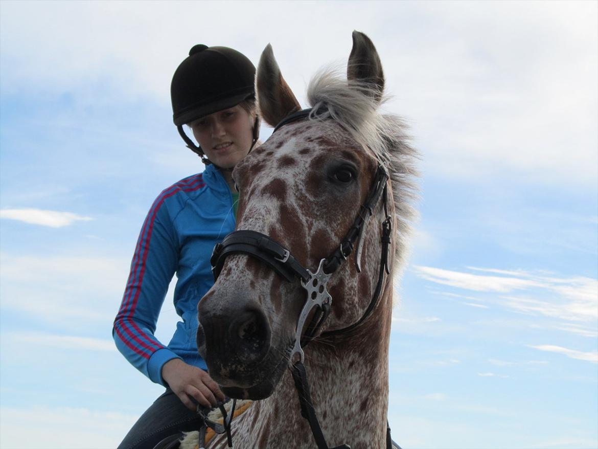 Knabstrupper COMETT - Min skat på hans 12 års fødselsdag :) Foto: Mutti billede 3