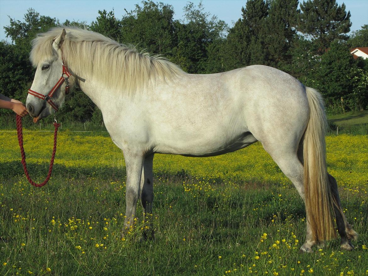 Islænder Nanna fra Hovborg billede 4