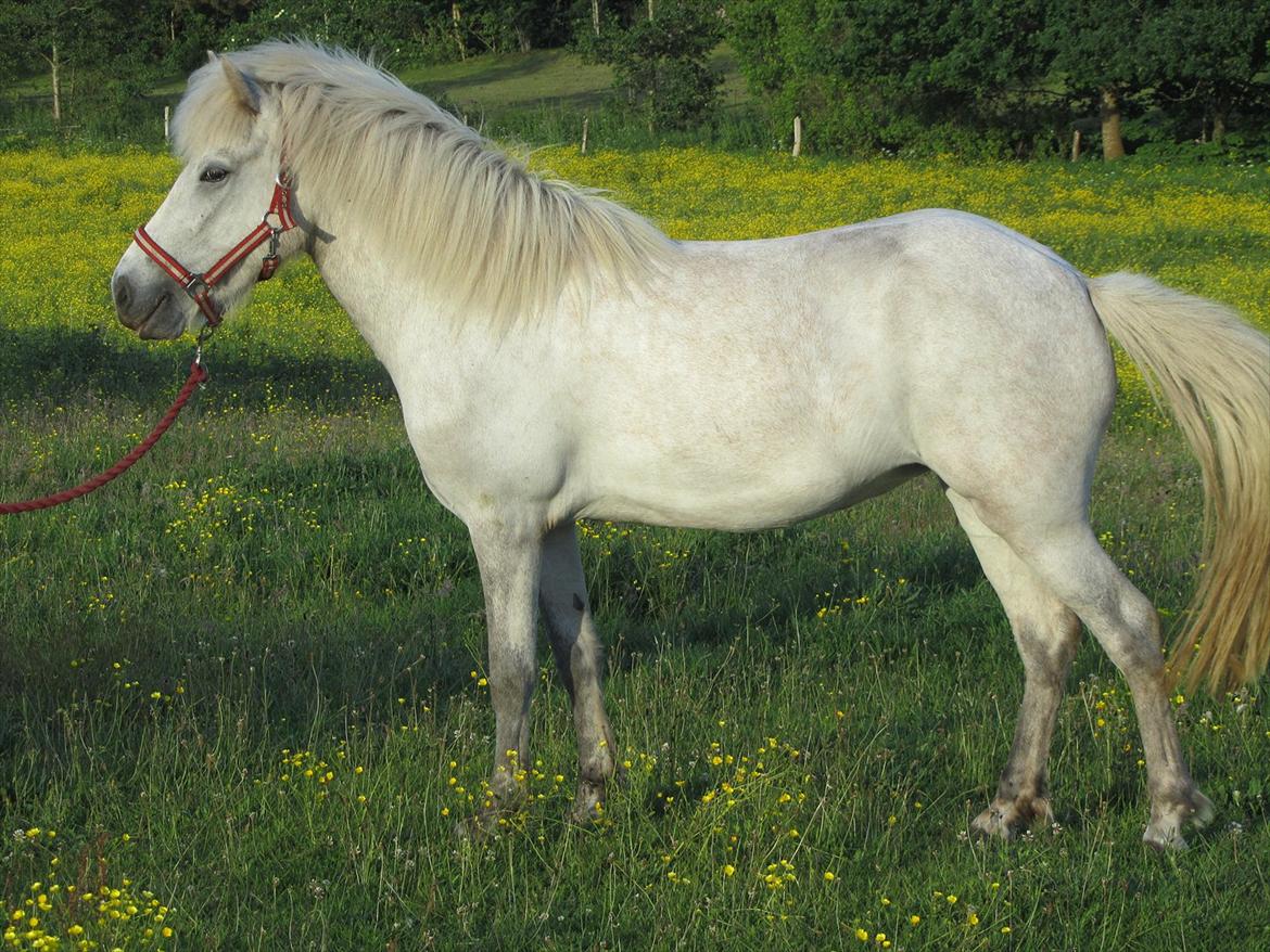 Islænder Nanna fra Hovborg billede 1