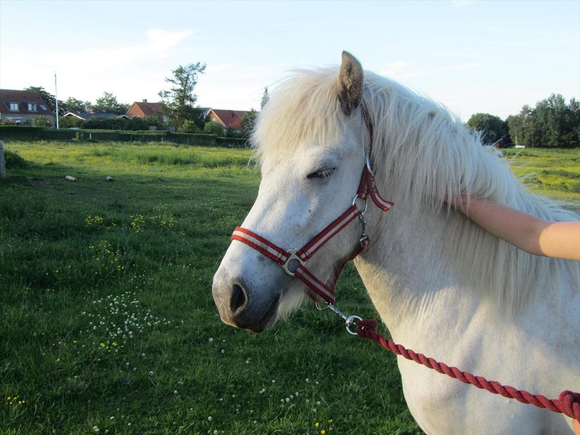 Islænder Nanna fra Hovborg billede 11