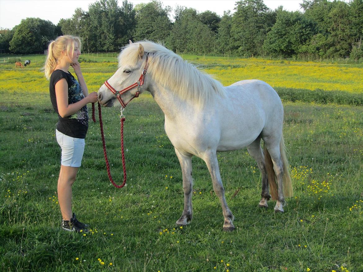 Islænder Nanna fra Hovborg billede 15