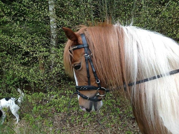 Pinto Jasmin billede 1