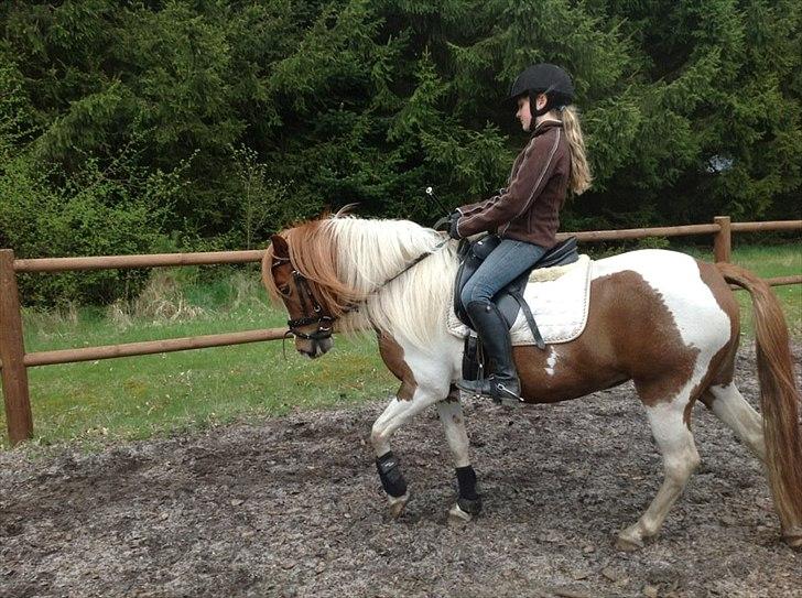 Pinto Jasmin billede 2