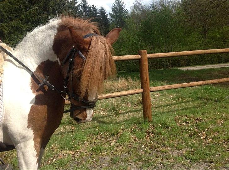 Pinto Jasmin billede 3