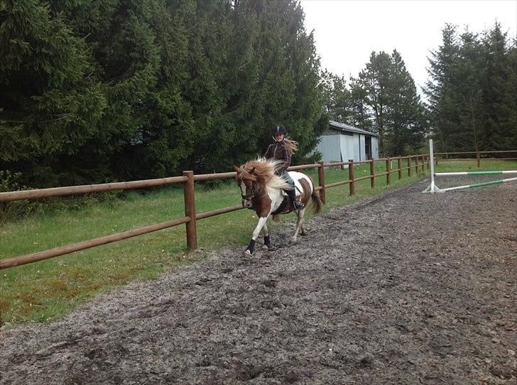 Pinto Jasmin billede 4