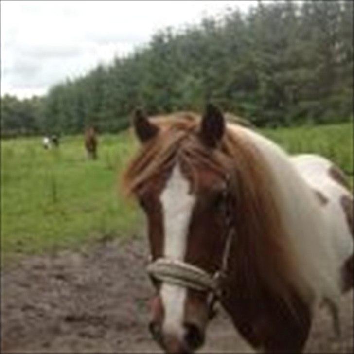 Pinto Jasmin billede 5