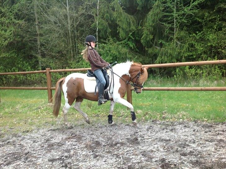 Pinto Jasmin billede 6