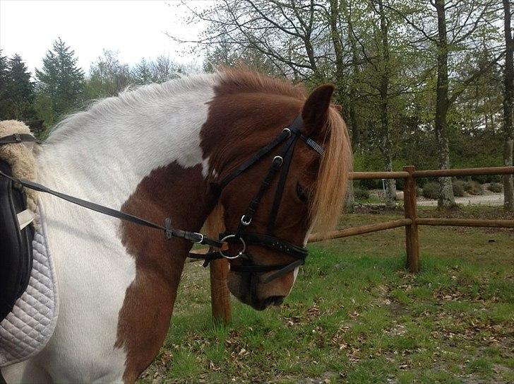 Pinto Jasmin billede 7