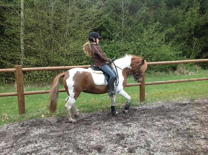 Pinto Jasmin billede 8