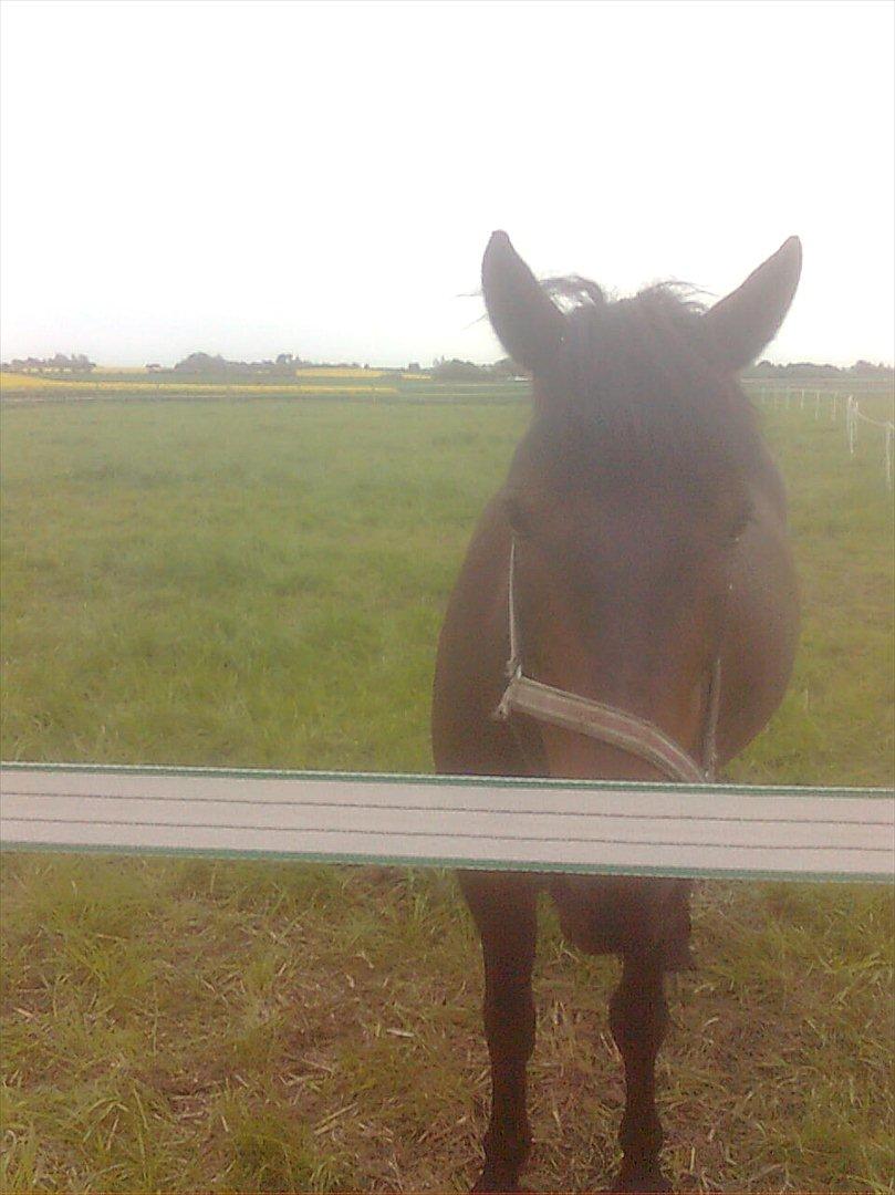 New Forest Feline*Putte/Musse**Savnet* - Søde musse billede 1