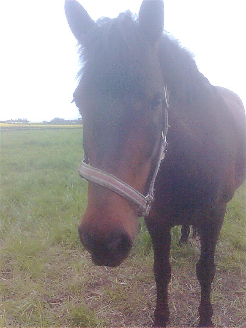 New Forest Feline*Putte/Musse**Savnet* billede 2