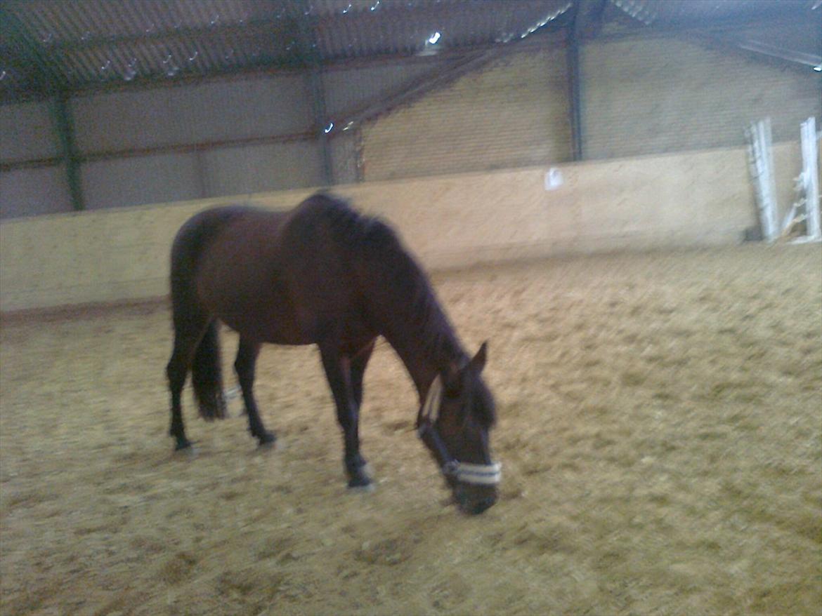 New Forest Feline*Putte/Musse**Savnet* - Hold kæft hvor jeg elsker dig
 billede 3