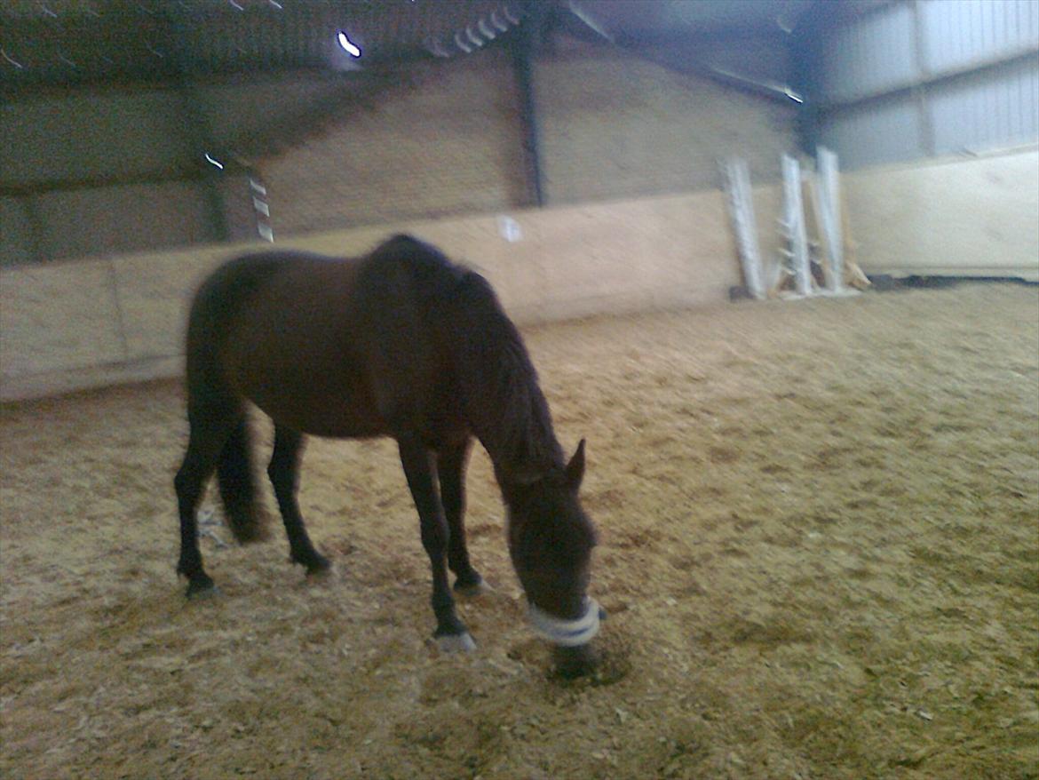 New Forest Feline*Putte/Musse**Savnet* billede 4