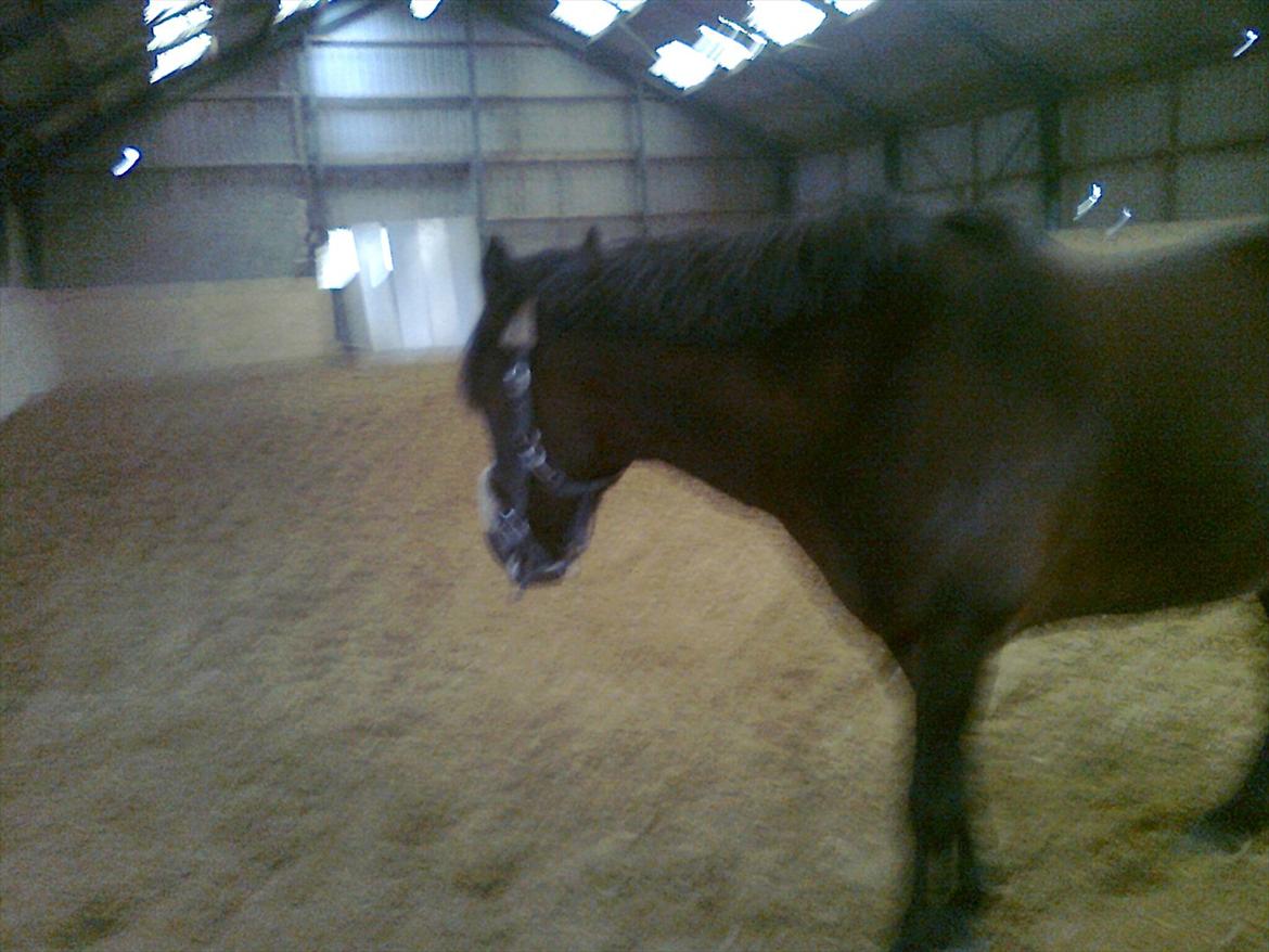 New Forest Feline*Putte/Musse**Savnet* billede 5