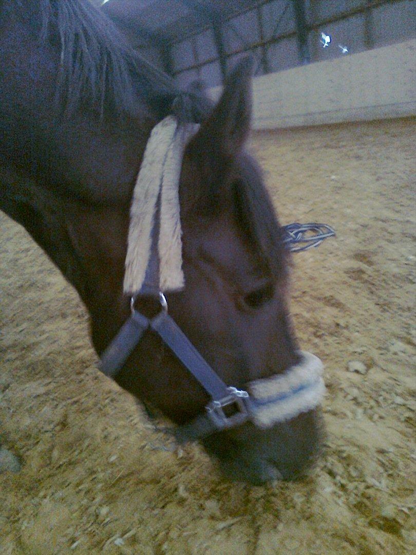 New Forest Feline*Putte/Musse**Savnet* billede 6