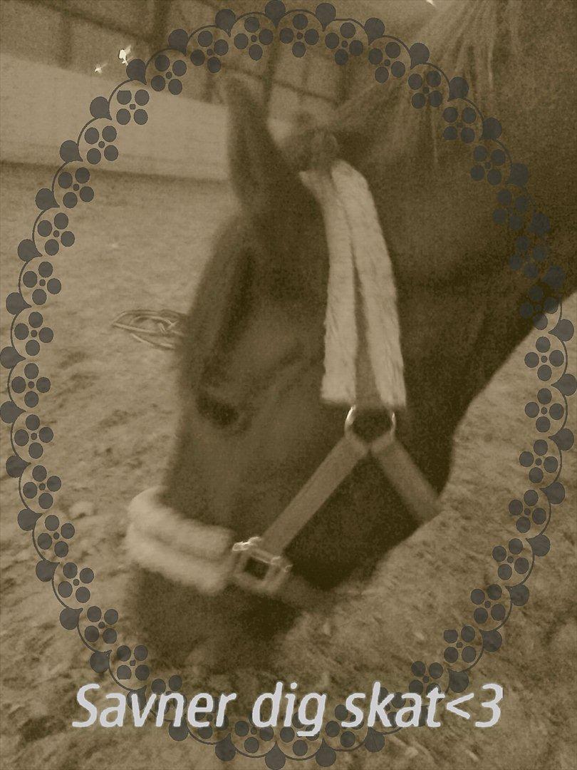 New Forest Feline*Putte/Musse**Savnet* billede 7