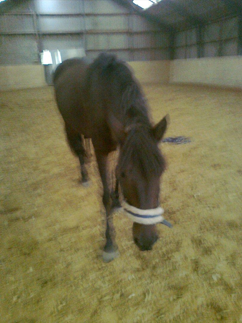 New Forest Feline*Putte/Musse**Savnet* billede 8