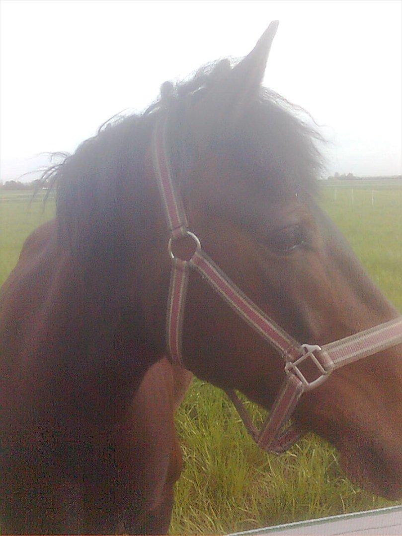 New Forest Feline*Putte/Musse**Savnet* billede 9