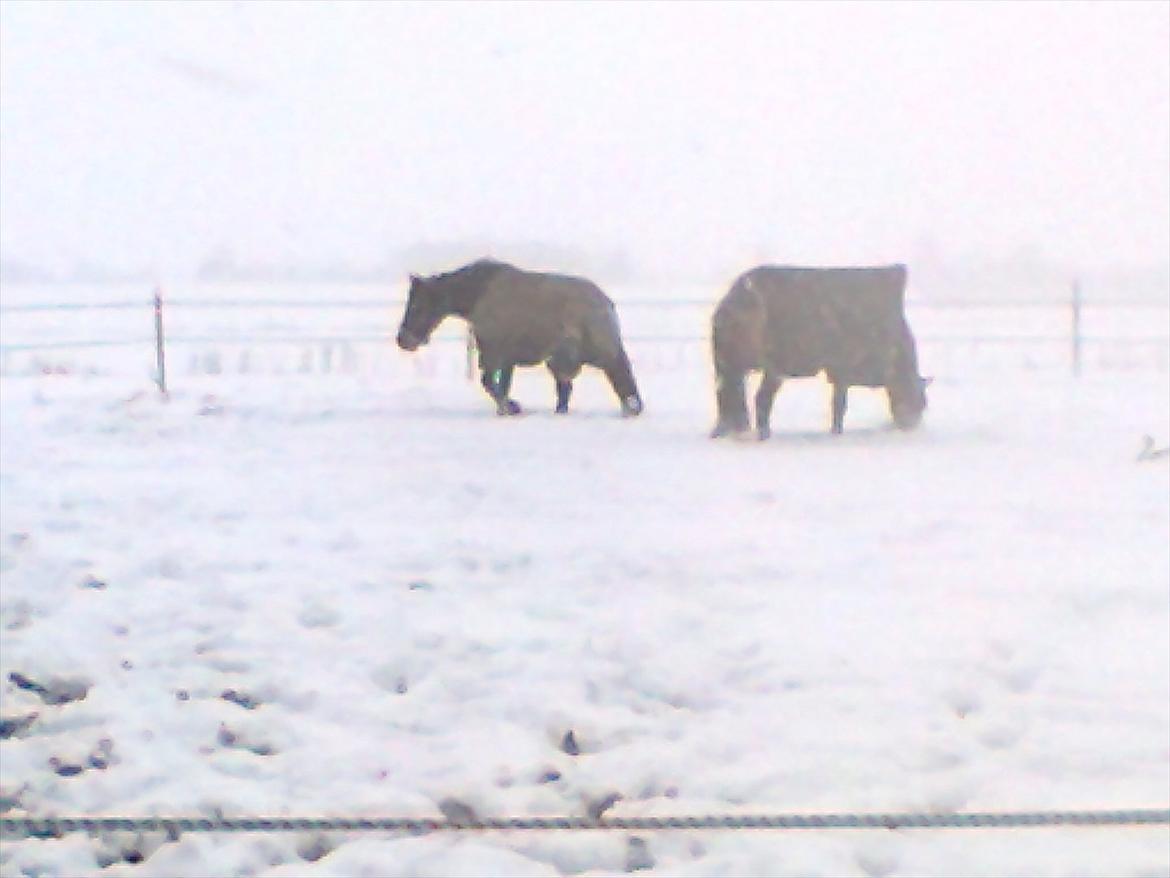 New Forest Feline*Putte/Musse**Savnet* billede 11