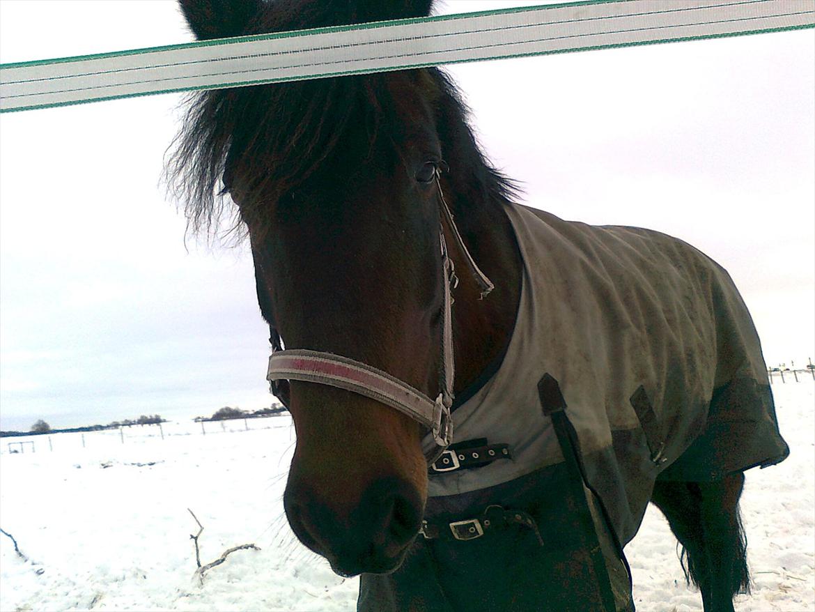 New Forest Feline*Putte/Musse**Savnet* billede 12