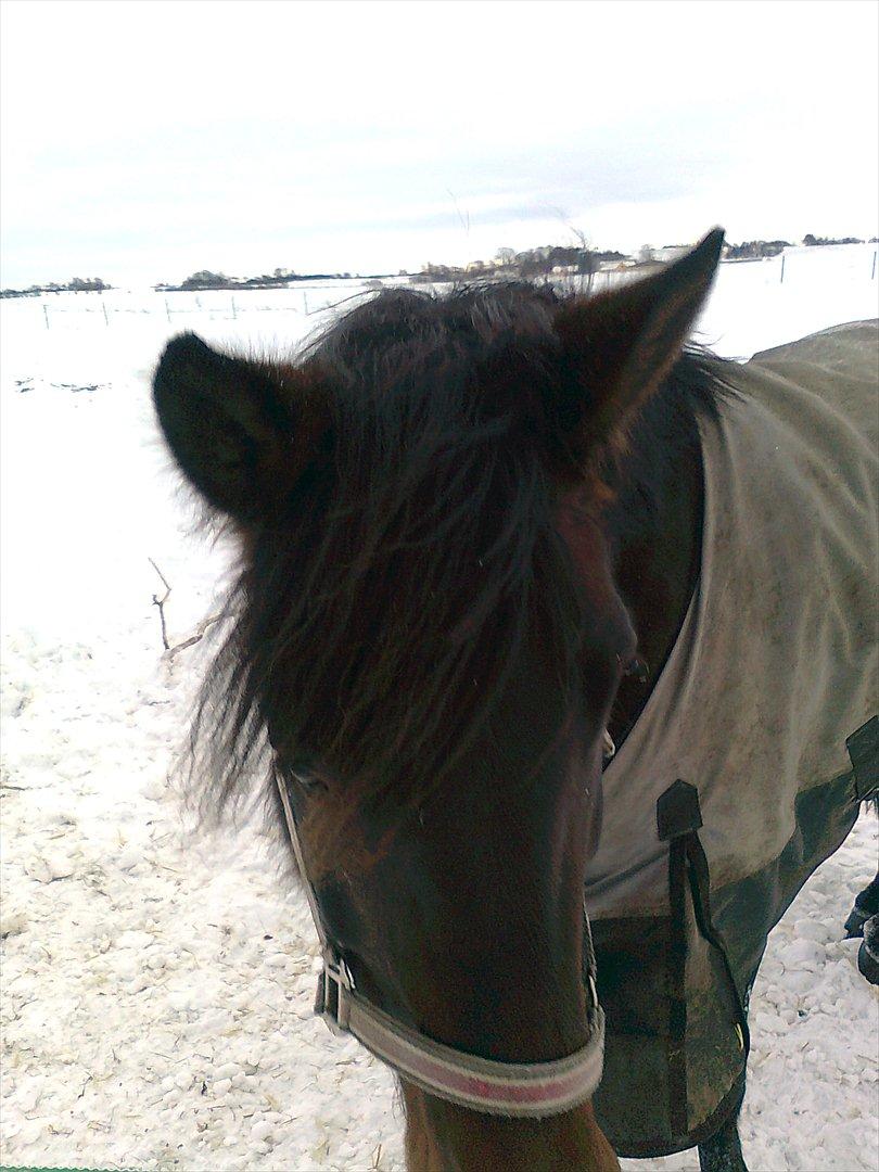 New Forest Feline*Putte/Musse**Savnet* billede 13