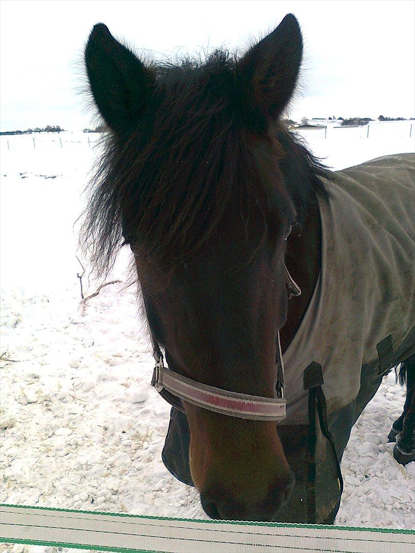 New Forest Feline*Putte/Musse**Savnet* billede 14