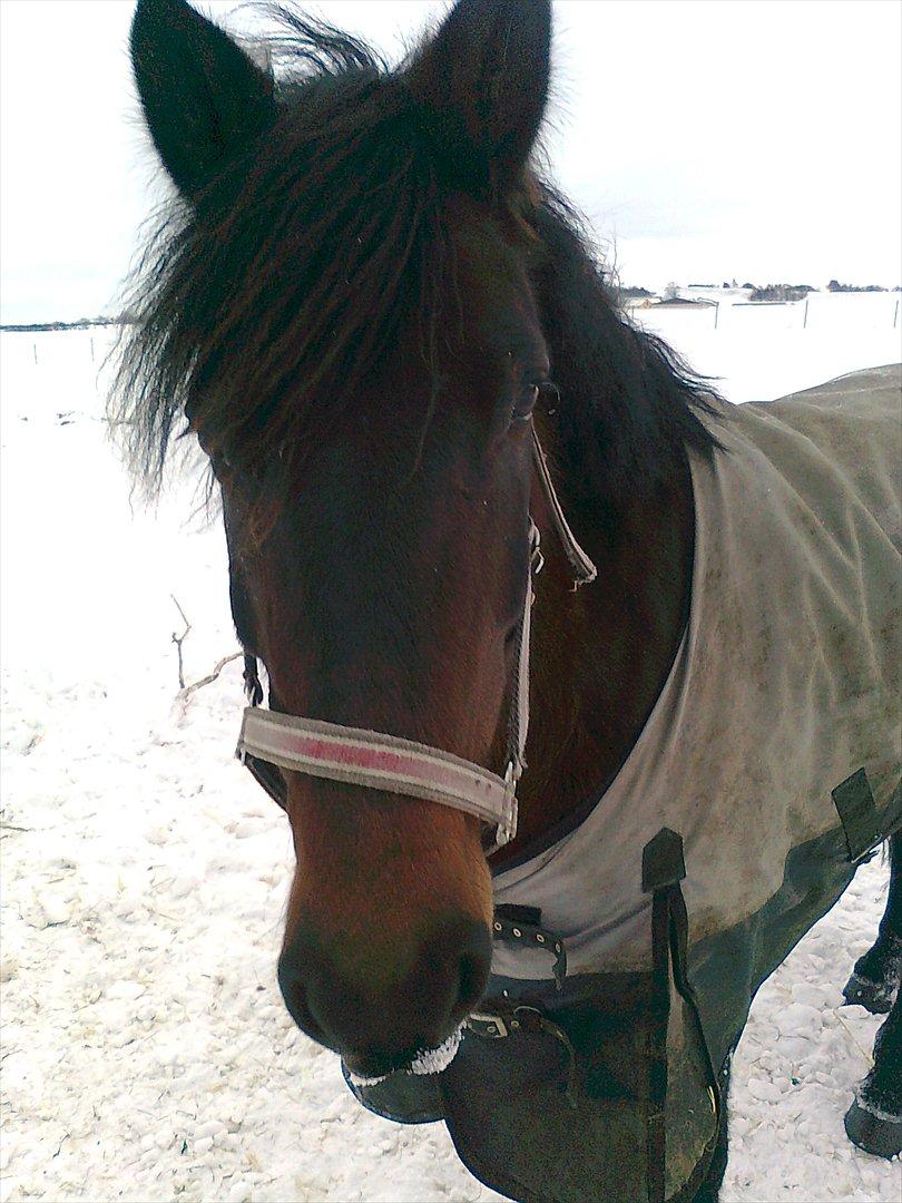 New Forest Feline*Putte/Musse**Savnet* billede 15