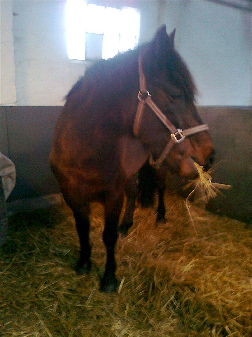 New Forest Feline*Putte/Musse**Savnet* - Sidste dag inden hun skulle hjem billede 16