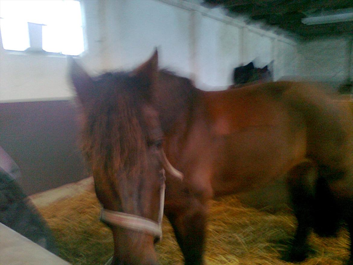 New Forest Feline*Putte/Musse**Savnet* billede 17