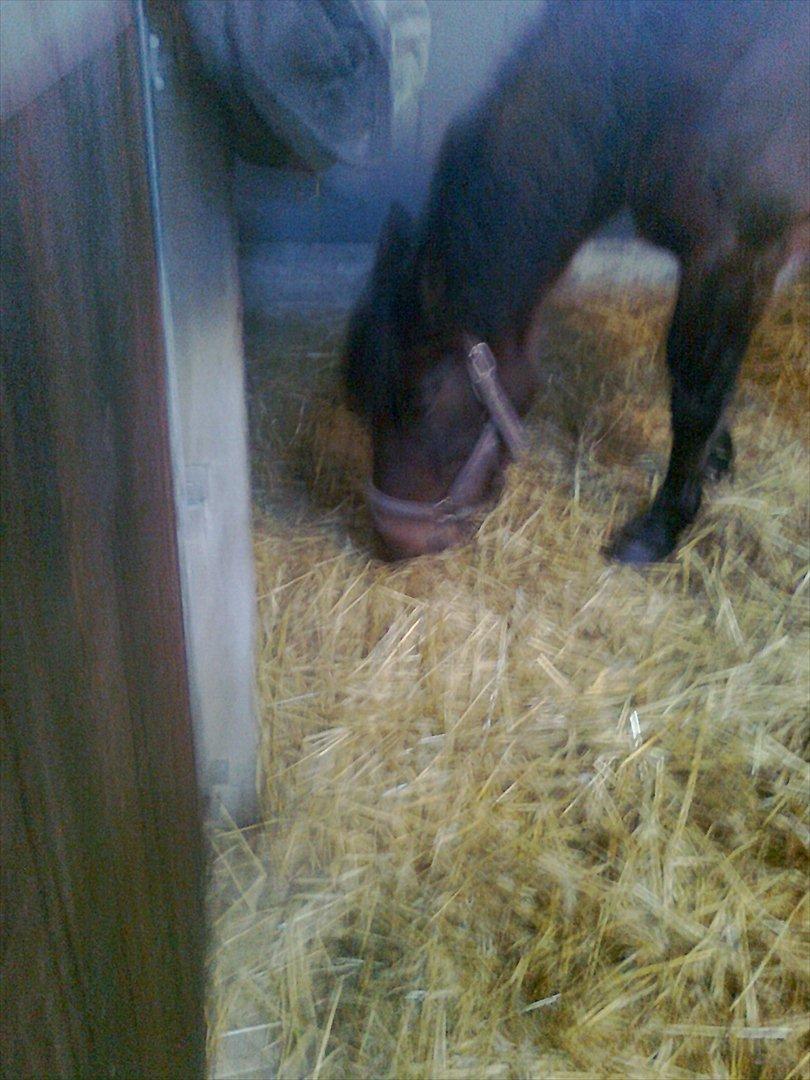 New Forest Feline*Putte/Musse**Savnet* billede 18