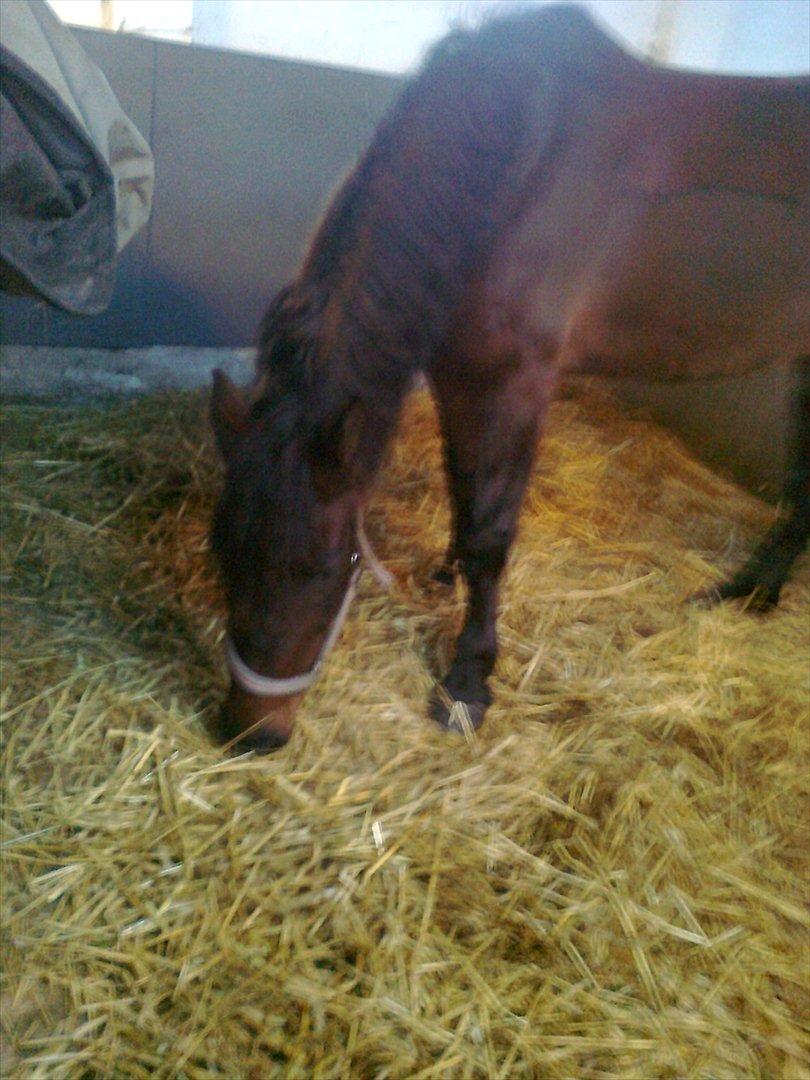 New Forest Feline*Putte/Musse**Savnet* billede 19